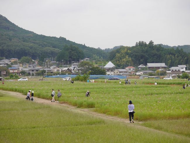 巾着の内側の方はコスモス畑が広がります。<br />まだ少し時期が早かったです。