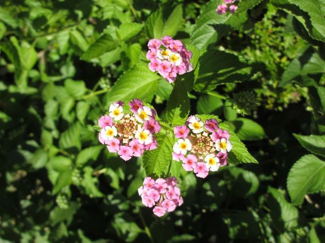 その脇に咲いていたお花。<br />何て言うんだろう？