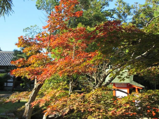 こちらも昨年も撮りましたけど、6月でも赤かったんですよね(^-^;