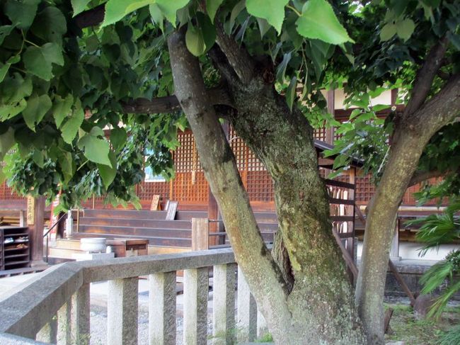 愛染堂の前には菩提樹が。