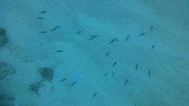 ポイント　ハナゴイ。<br /><br />奄美大島空港の場所的な問題から北部の竜郷港あたりからボートで30分くらいだったかな。