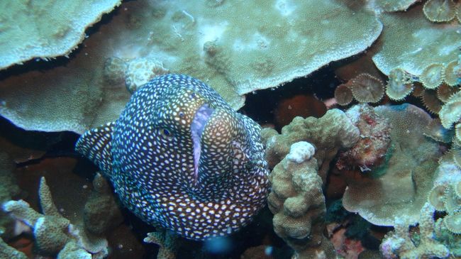 ハナビラウツボ！<br />見るだけならカワイイと思う。<br /><br />口の中が白い。