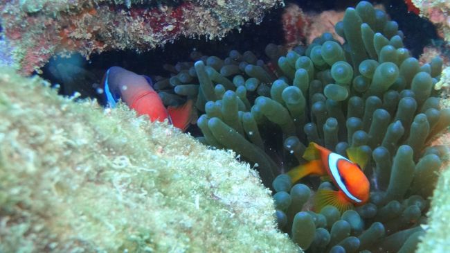 ハート（型）珊瑚の近くにあったクマノミさんの大豪邸（イソギンチャクめちゃでかい）<br />お二人でお住まいでした。