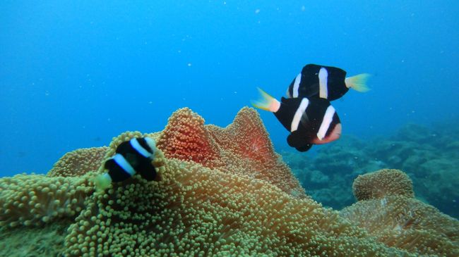 曇っていてちょっと暗いんですが、きれいな海。<br /><br />水温も27度ほど。快適☆