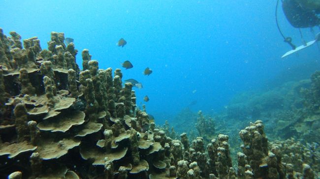 ポイント　たぶん　ウキウキラブラブ（という名前）<br /><br />このサンゴフィンガーリーフ（グアム）に似てるなーと思いました。<br />透明度も似てる。ちょっと濁り気味なのですよねー。