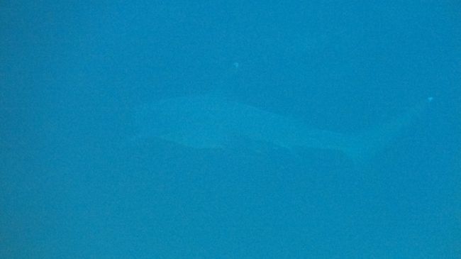 遠くにサメちゃんが！ホワイトチップです。<br /><br />見っけた瞬間全速力で泳いだよね！<br />ガイドさんが行っていいよってジェスチャーをくれたので、チャネル（水路）の分岐を回り込んで追いかけたのですが、これが限界でしたー。<br />あぁもうちょっと脚力があれば…！