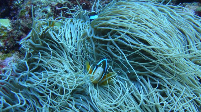 なんでクマノミの写真が多いのかというと、撮りやすいからです。<br /><br />おうちからあまり動かないので。