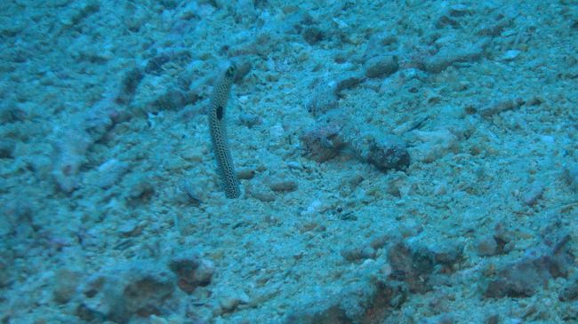 ガーデンイール（ちんあなご）かわえええ。<br /><br />が、近づくとソッコー砂に潜りこまれます。警戒心つよめ。<br /><br />このあと3本目インオアシスにて潜ったのですが、なにやら激流で何も覚えてマセン。