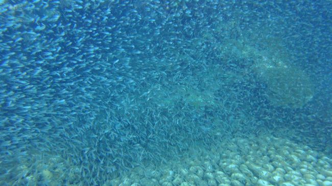 二日目　ポイントは　大仏サンゴ<br /><br />でっかい珊瑚（コモンシコロサンゴというらしい）があるのですが、そこにたむろってる小魚がもはや気持ち悪いレベルで群れていた。