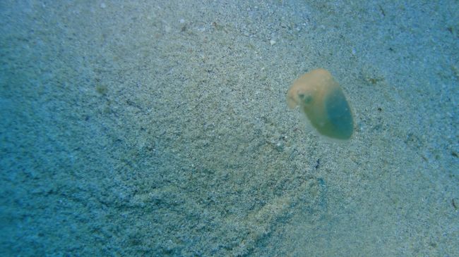 二日目２本目　ポイントは山本スペシャル。<br />山本ってなんだろう…？<br /><br /><br />コブシメBaby。<br />コブシメってなんだろう…？<br /><br />…ググったら結構グロめのイカが出てきました。こわ！