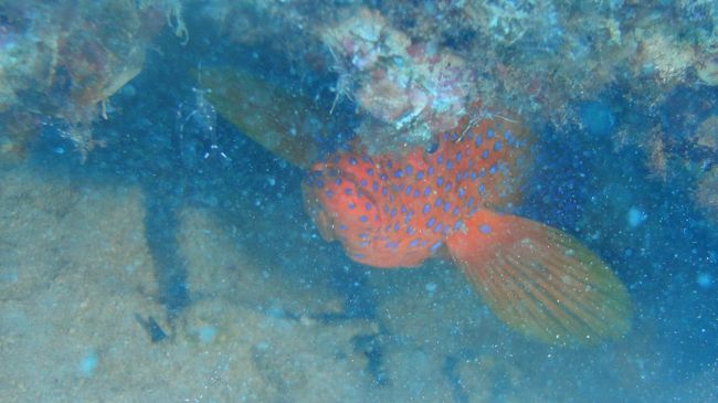 ユカタハタ＆ソリハシコモンエビ<br /><br />共生してるそうで。<br />ちっさいエビがハタの口の中お掃除してるという設定らしい。<br /><br />うっかりごっくんされないのが不思議ですよネ。