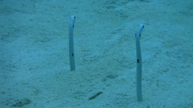 ガーデンイール再び。<br /><br />こちらのポイントはやたらめったらガーデンイールいっぱいで若干気持ち悪いレベル。<br /><br />奄美大島の海はきっときれいなんだね。<br /><br />いつか海の中のミステリーサークル見に行きたいものです。（フグの産卵場所らしい）