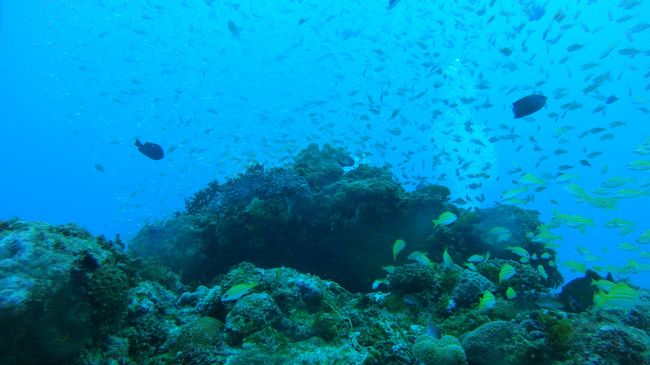 3日目　インオアシスリベンジ。<br /><br />砂地を行くと島のように珊瑚っぽいものが現れます。<br />感覚的には砂漠を行ったら、いきなり栄えてるポイント現れた感じ。<br /><br />…はッ?<br />だからオアシスなのか！