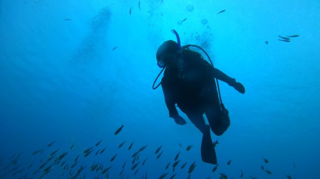 なんか何の魚だかわからんような小さい魚がたくさんいて、どう泳いでも魚の群れに突進みたいな状況。