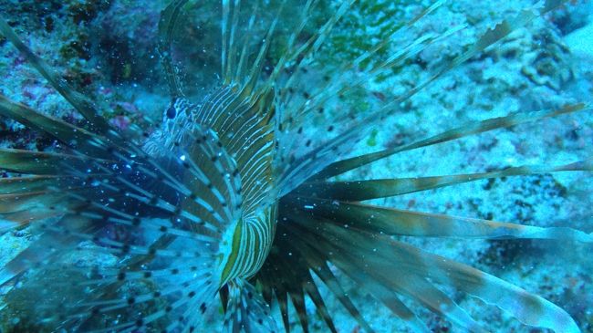 砂地を悠々と這って、サチココバヤシ的な存在感で堂々入場。<br />アナタめっちゃ目立ってますよ！<br /><br />ミノカサゴずっと撮ってました。<br />めっちゃコレカワイイアピールしてたんですが（？）、ガイドさんに可愛さを伝わらなかったようです。