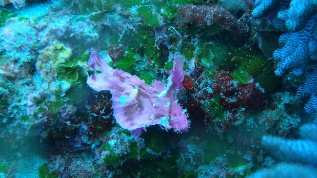 ゴミみたいな魚（ピンク）名前、忘れました。