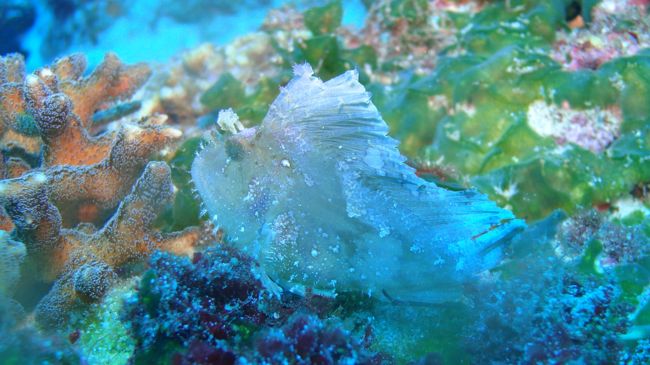 ゴミみたいな魚（白）<br />