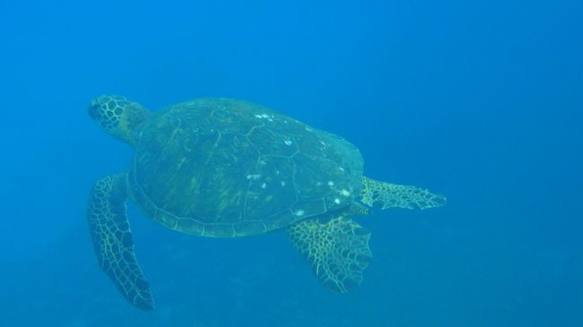 ついでにカメにもお会いしました。<br /><br />カメにはいろんな場所で結構気軽に会えますが、ここの子はソッコー逃げて行きました。<br />警戒心つよいのかしらー？