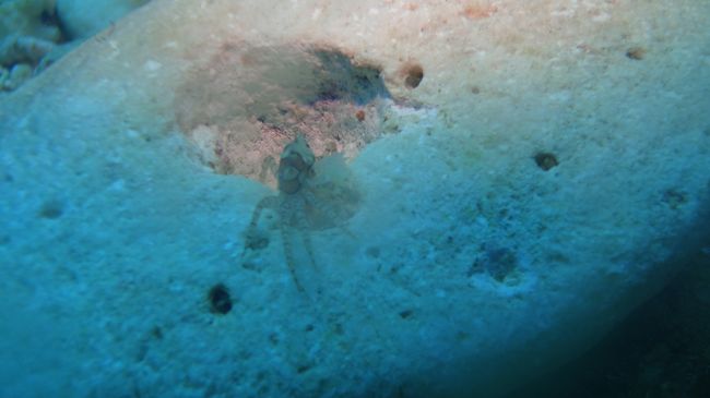 カニ２。<br /><br />ちょっと見づらいのですがちっさいイソギンチャクをハサミのところにくっつけてる種類のやつ。<br />ポンポンみたいでかわいいと評判。