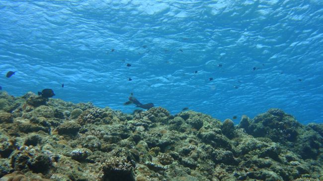 この水面のかんじが結構好きです。
