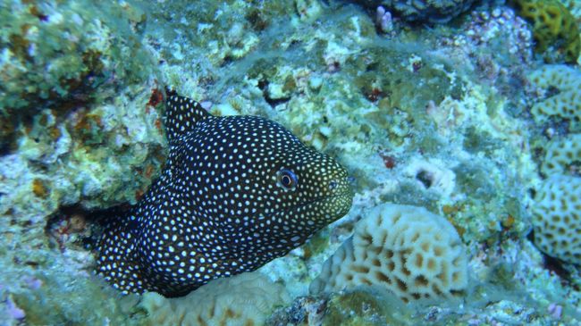 はなびらうつぼ。