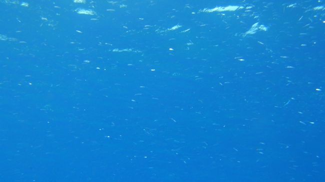 わかりづらいですが、このキラキラしたものたちはキビナゴの群れです。<br />おいしそう…。