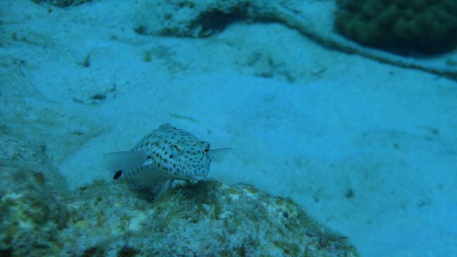 このあたりから2本目　タマルル　渡嘉敷島の近く。<br /><br /><br />こっちみんな