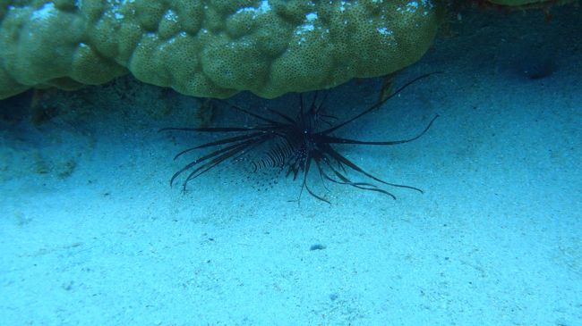 （わたしが）だいすきハナミノカサゴBaby。