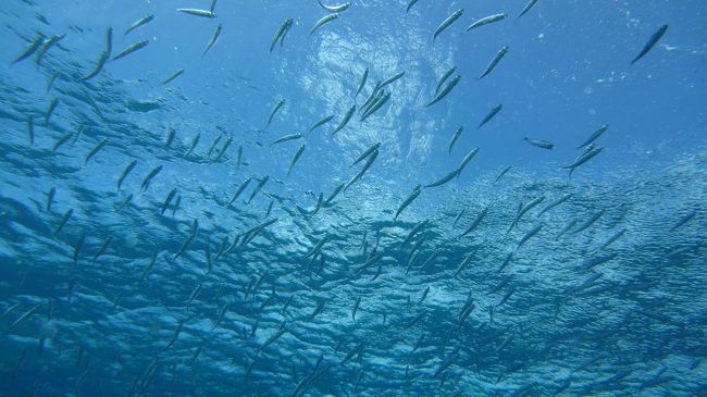 これもたしか　キビナゴ。<br />さっきのところよりちょっと大きめ。<br />おいしそう。