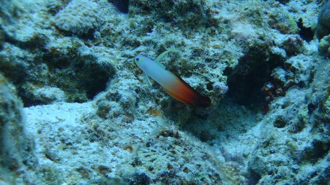 この魚グアムとかでよく会うんですが、赤から黒のきれいなグラデーションをしてます。<br /><br />でもいつも光が足らなくて青カブリ（光が足りないと赤色から消えて行くので青をかぶせたような感じになる現象）しちゃうんですが、海の中で見ているときはもっと朱色みたいなカンジで鮮やかなのです。