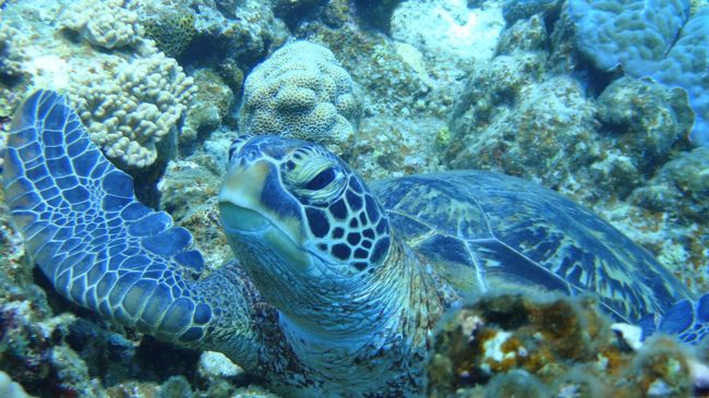 3本目　カメパラ。　カメパラパラなのかカメパラダイスなのか。<br /><br />カメのクリーニングステーションらしく、3匹と遭遇。<br />しかも全然逃げない。<br /><br />おなか掃除中。
