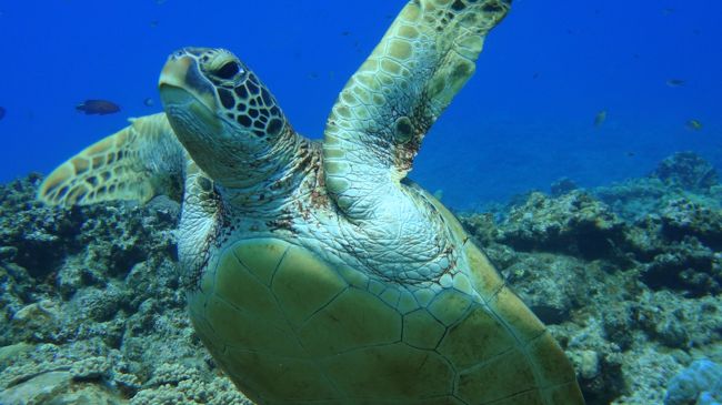 海の青さが素敵。