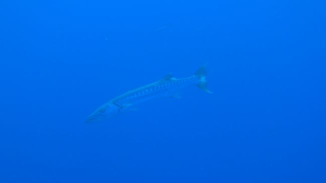 ちょっと流れていたので軽くドリフトで安全停止中にはぐれバラクーダが。<br />ラッキー！結構大きかったデスヨ。<br /><br />