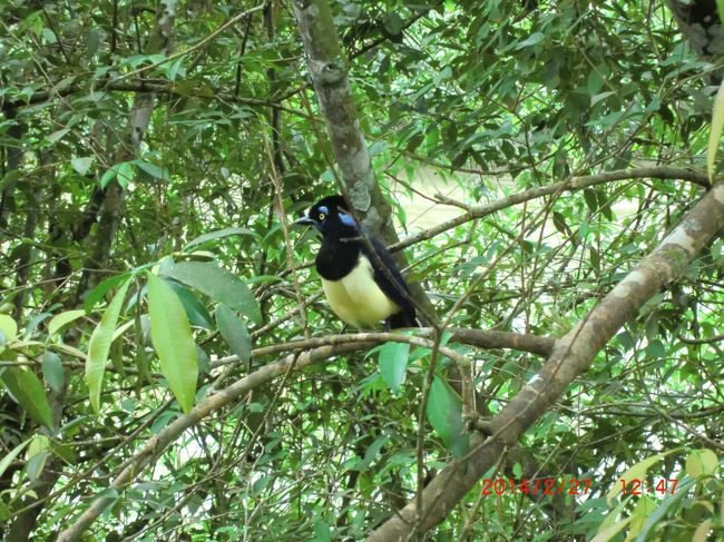 きれいな鳥<br />