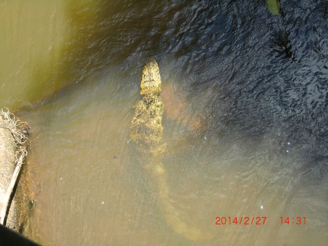 カイマンという種類のワニでした。