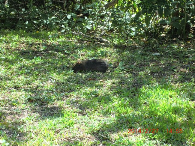 これは何だか良くわからない・・・