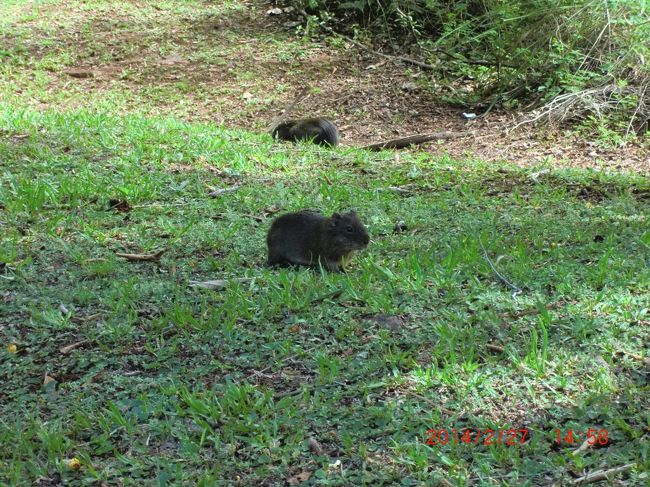 動物園で見た事あるかも？