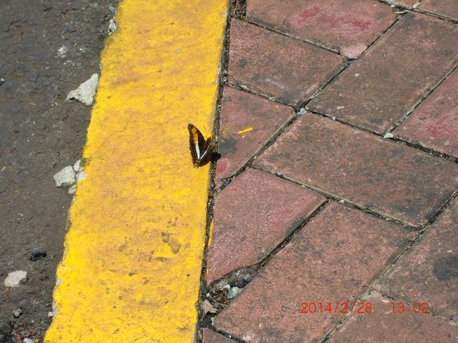 きれいな蝶がいっぱい飛んでたけど、写真に撮るのは結構難しかった。