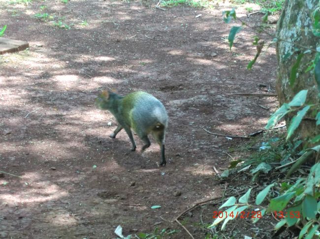 これも何だか珍しそうな動物
