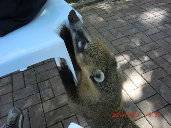 ハナグマがおねだりに来ます。