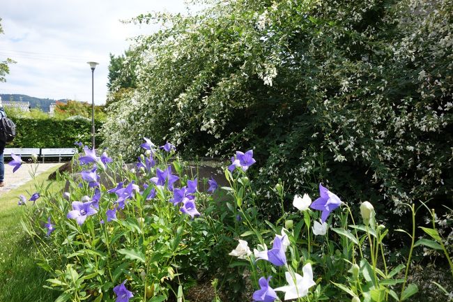 桔梗もまだ元気。