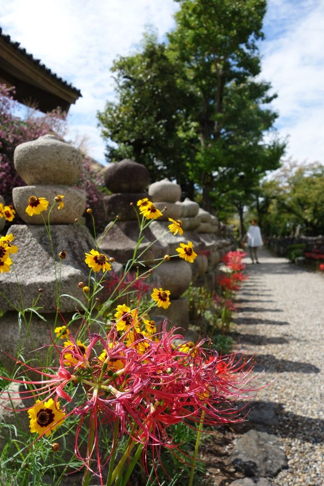彼岸花は、おしまいが近い。<br />そのほかにも、百日紅やそのほかの花が境内のあちこちに。