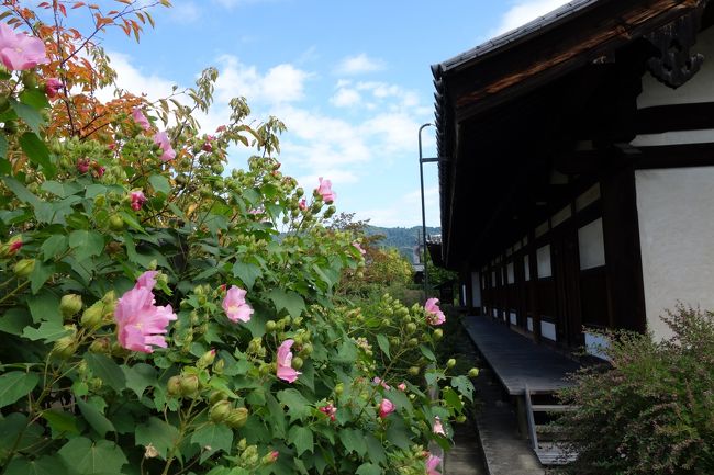 お堂の裏側に廻ると、酔芙容が満開。