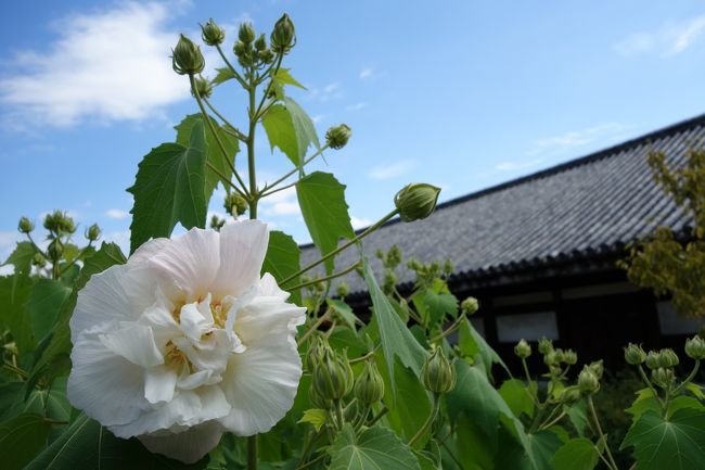 こちらはまだ白い。