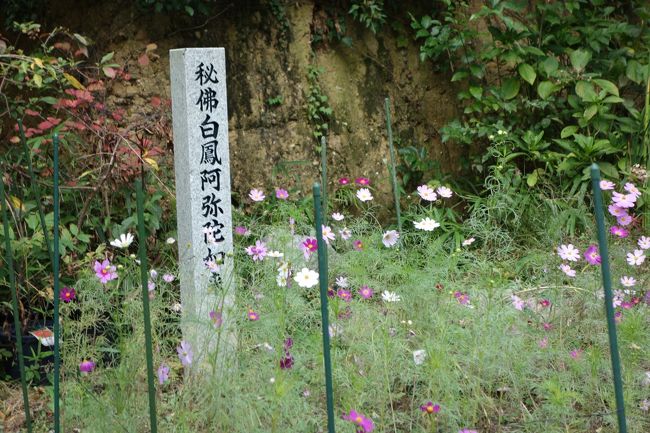 偶然にも、白鳳秘仏の特別拝観期間だった。<br />私には、コスモスと同じくらい、これがうれしい。<br /><br />秘仏の阿弥陀如来像（重文）などは、本堂の北の宝蔵堂にお住まいだ。<br />コスモスよりも先に、秘仏にごあいさつに行くことに。