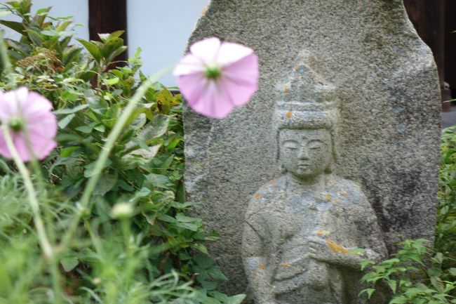 このコスモスは、石仏から見て美しく見えるようにむこう向き。