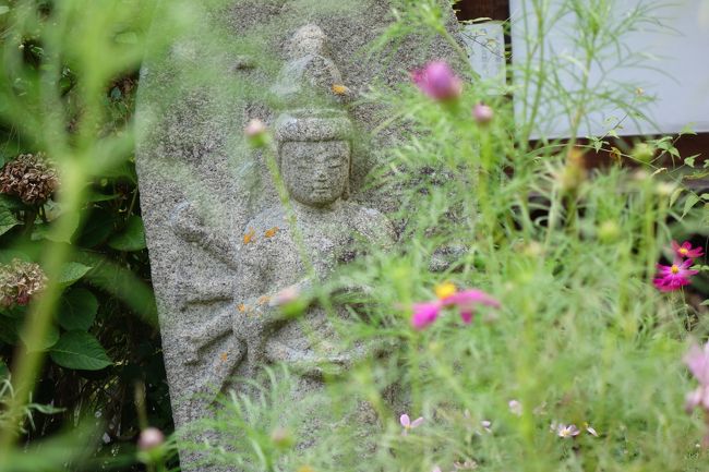 かわいいね、この子。