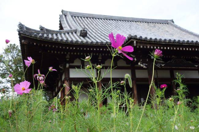 いい感じに咲き始めている。<br />写真には写っていないが、アマチュアカメラマンが境内に大勢。<br />コスモス人気は、すごい。