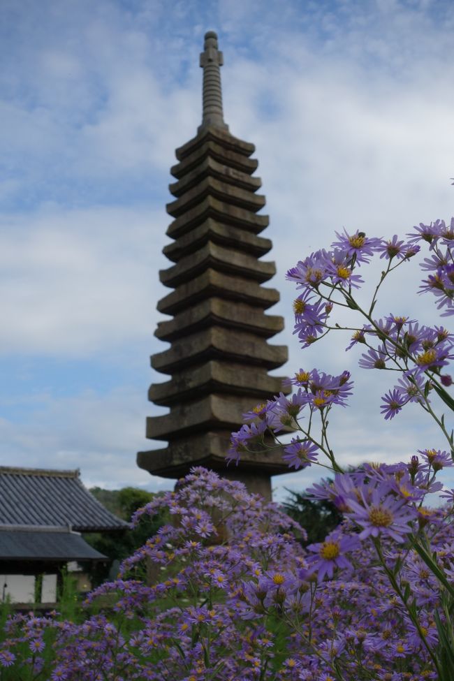 石塔から出てきた阿弥陀如来の台座裏から出てきた手のひらサイズの地蔵・大日如来・十一面観音の３人も同じ堂内に展示されていた。<br />ものすごく小さいのに、精巧で美しさに隙がない。<br /><br />小さな仏像好きの私には、たまらなく魅力的。<br />お家に連れて行きたいヨ。<br /><br />写真は、紫苑（シオン）と石塔。