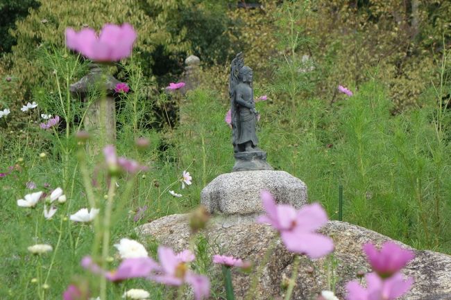 境内の岩の上に不動明王。<br />コスモス越しだとかわいらしく見える。